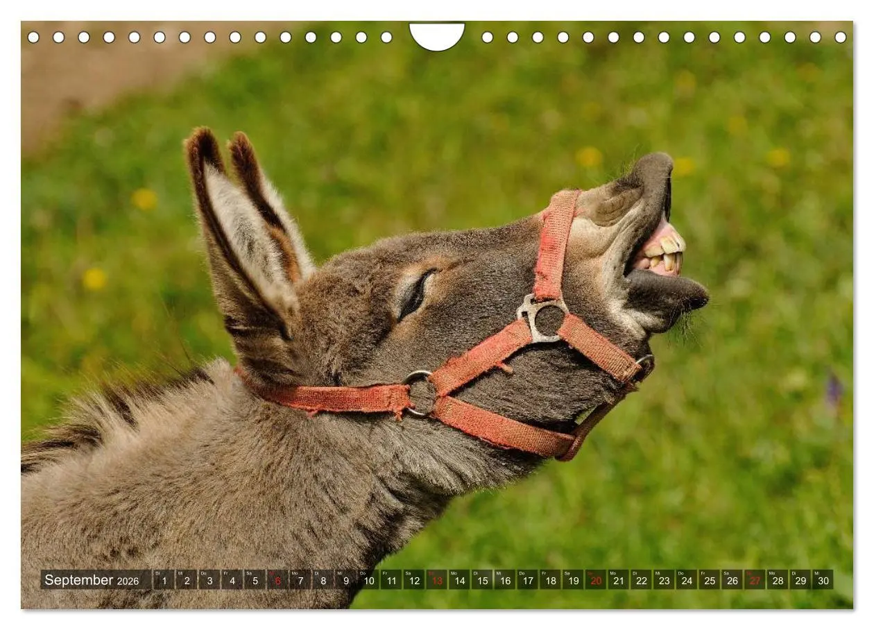 Bild: 9783516095555 | Esel - hübsch, klug und fleißig (Wandkalender 2026 DIN A4 quer),...