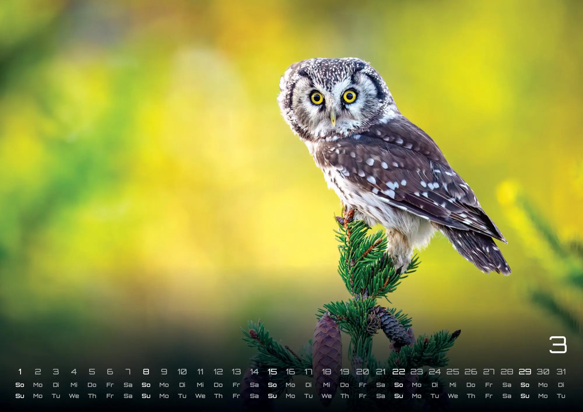 Bild: 9783986735555 | Eulen - Wächter der Nacht - 2026 - Kalender DIN A3 | GP-Fever. de