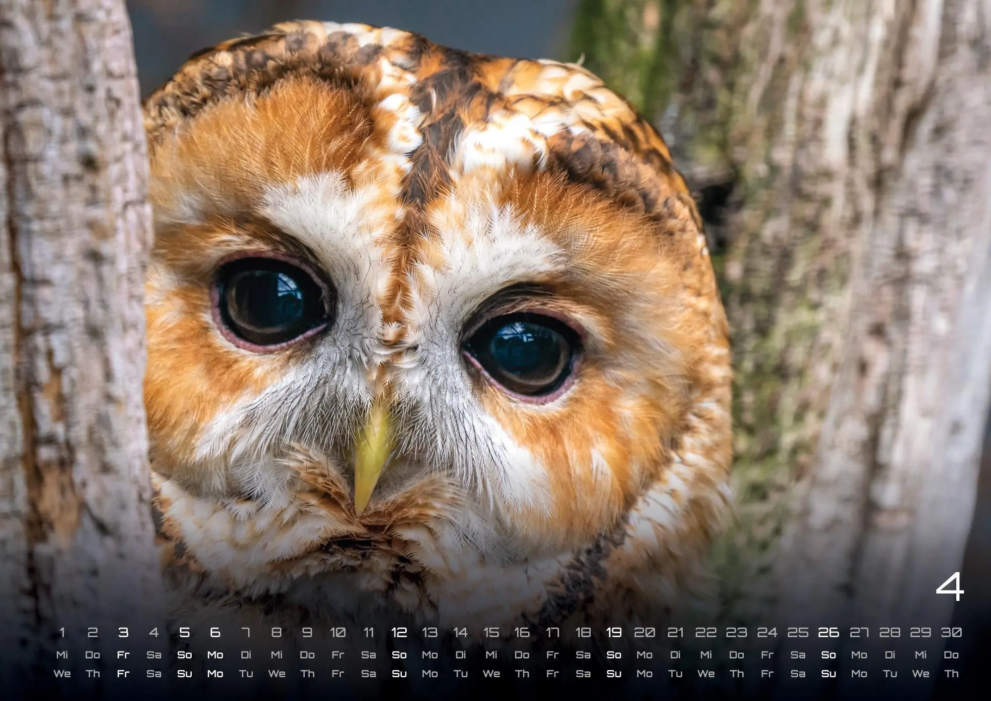 Bild: 9783986735555 | Eulen - Wächter der Nacht - 2026 - Kalender DIN A3 | GP-Fever. de