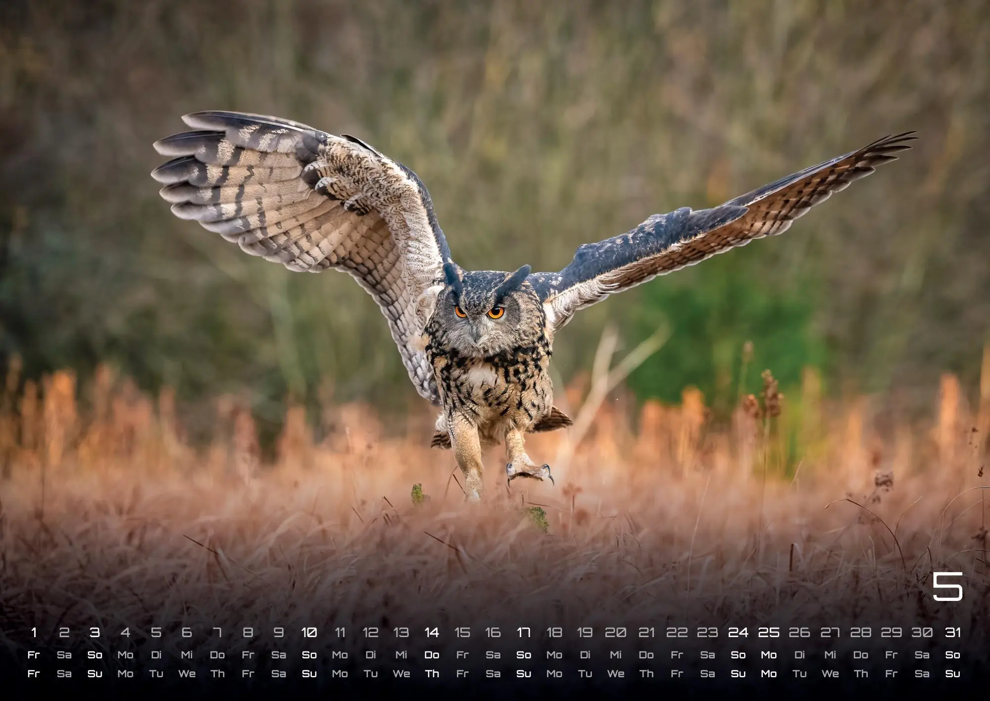 Bild: 9783986735555 | Eulen - Wächter der Nacht - 2026 - Kalender DIN A3 | GP-Fever. de