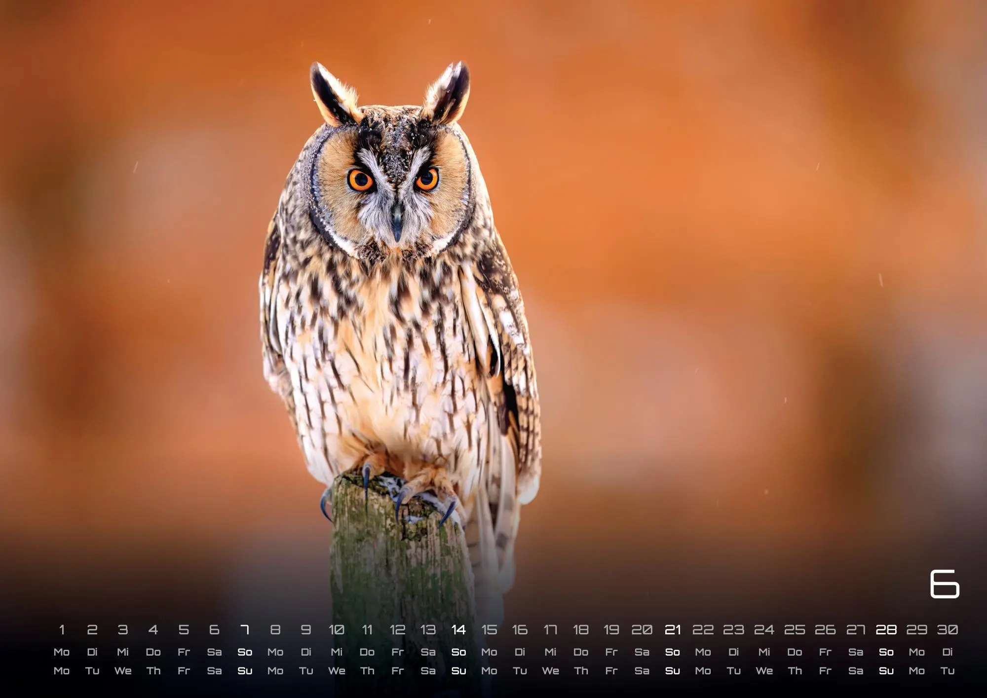 Bild: 9783986735555 | Eulen - Wächter der Nacht - 2026 - Kalender DIN A3 | GP-Fever. de