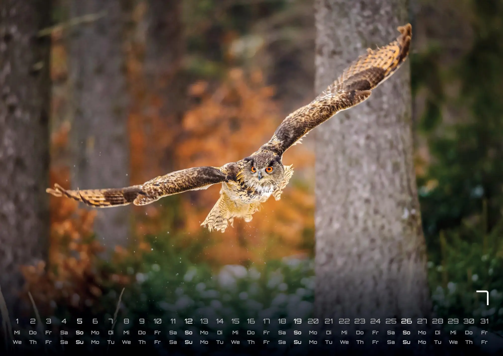 Bild: 9783986735555 | Eulen - Wächter der Nacht - 2026 - Kalender DIN A3 | GP-Fever. de