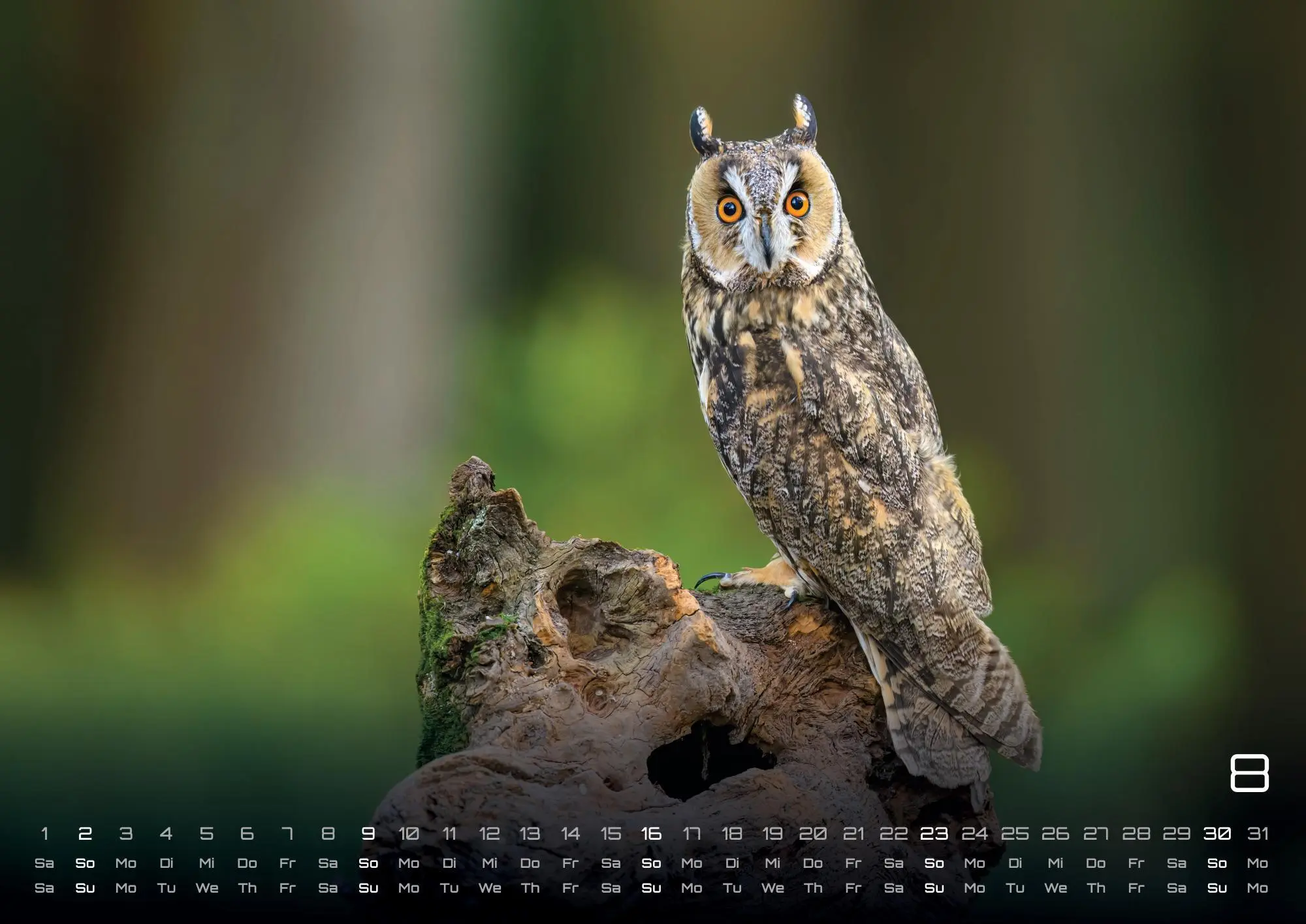 Bild: 9783986735555 | Eulen - Wächter der Nacht - 2026 - Kalender DIN A3 | GP-Fever. de