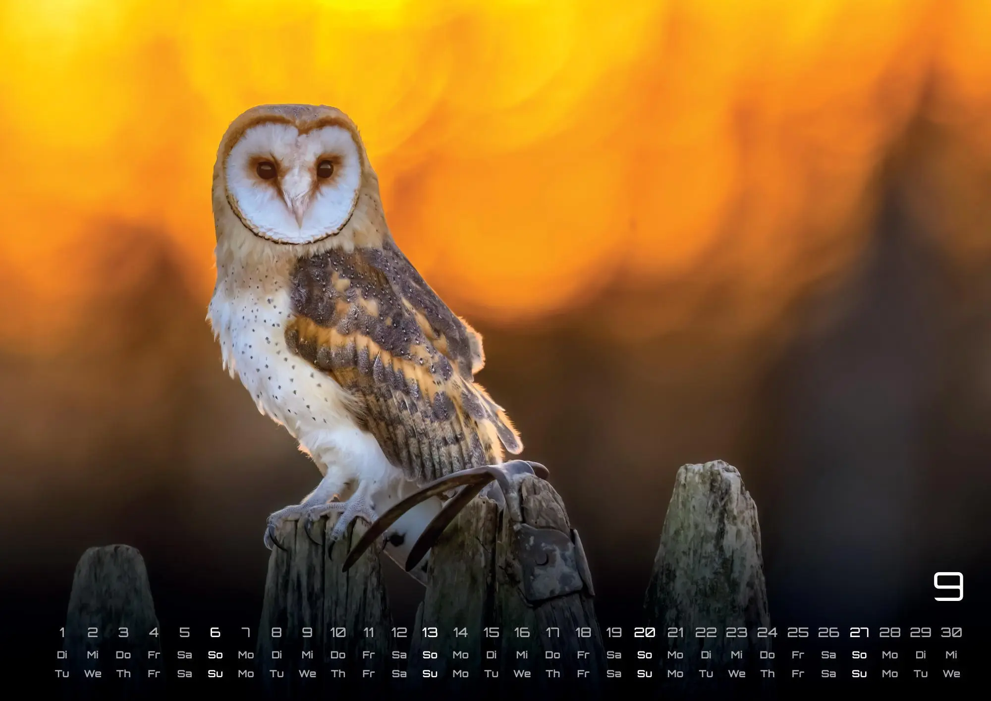 Bild: 9783986735555 | Eulen - Wächter der Nacht - 2026 - Kalender DIN A3 | GP-Fever. de