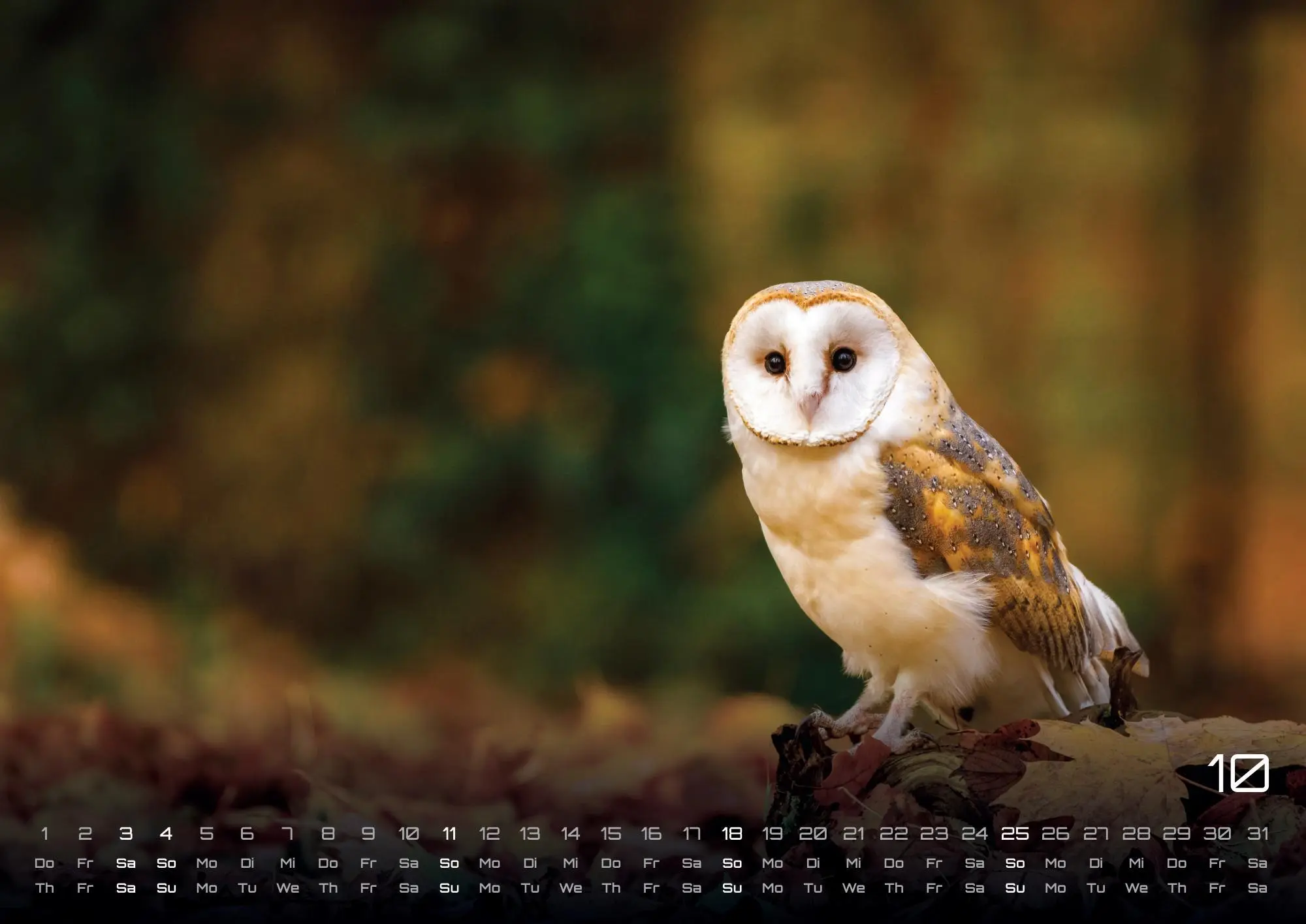Bild: 9783986735555 | Eulen - Wächter der Nacht - 2026 - Kalender DIN A3 | GP-Fever. de