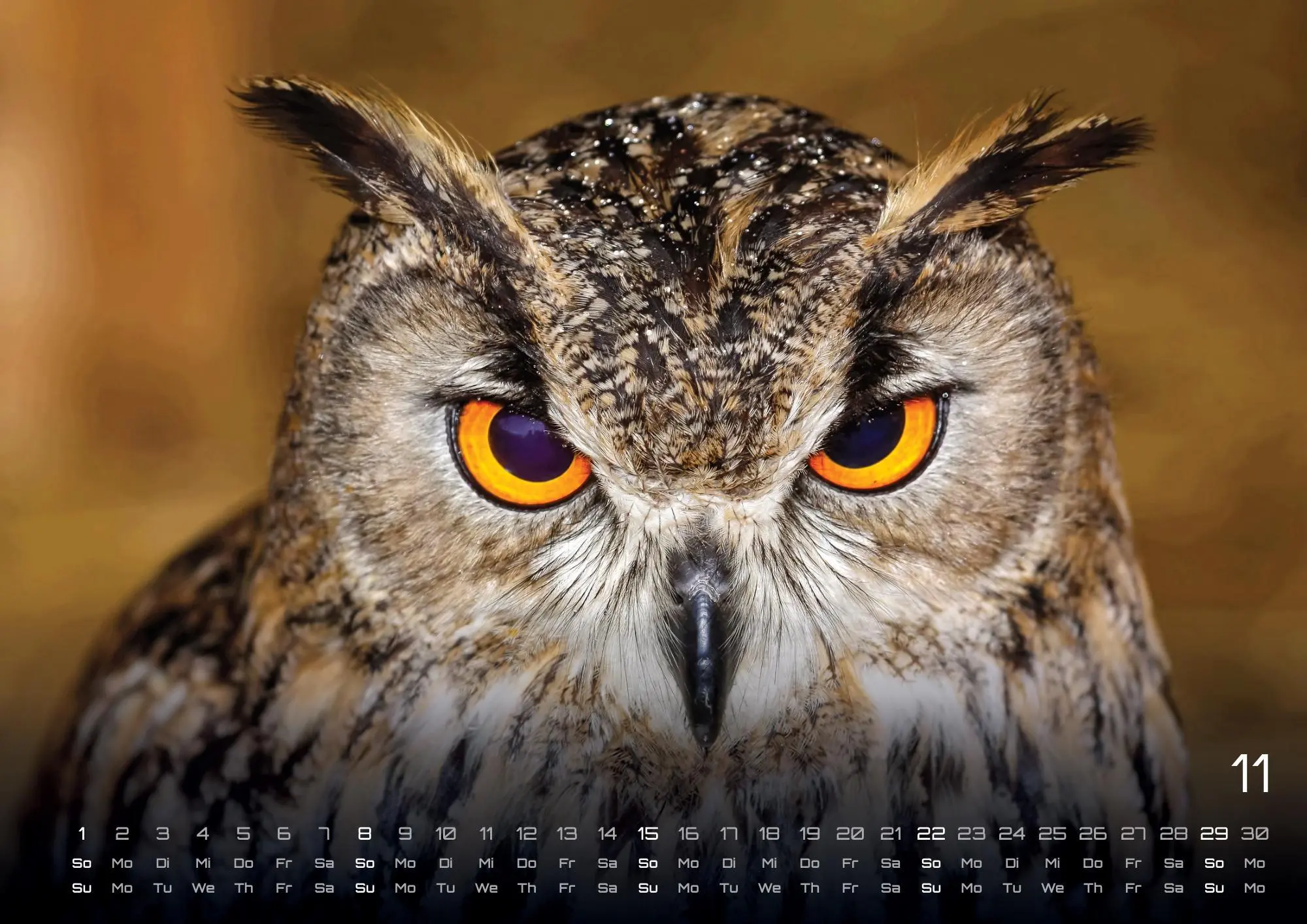 Bild: 9783986735555 | Eulen - Wächter der Nacht - 2026 - Kalender DIN A3 | GP-Fever. de