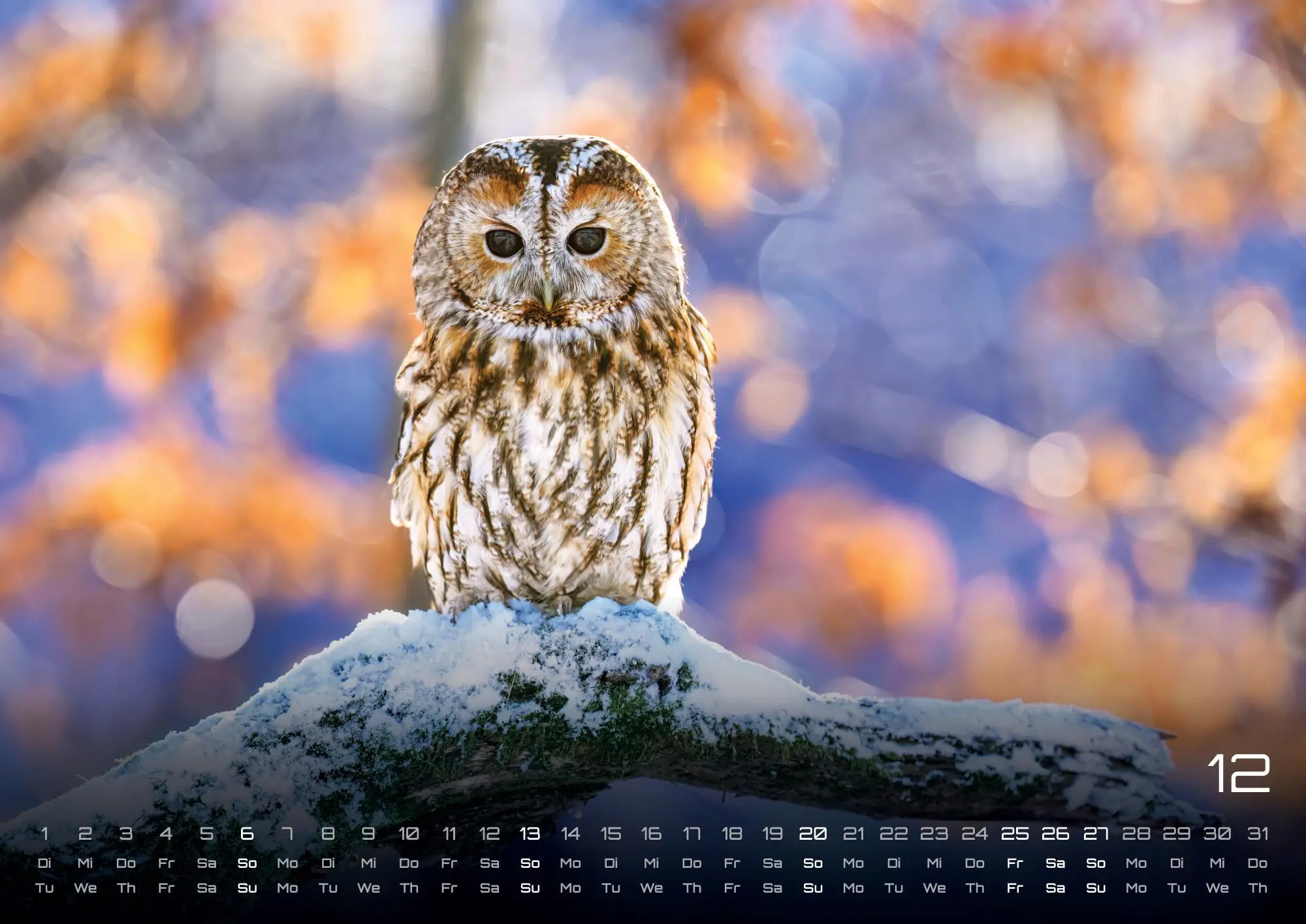Bild: 9783986735555 | Eulen - Wächter der Nacht - 2026 - Kalender DIN A3 | GP-Fever. de