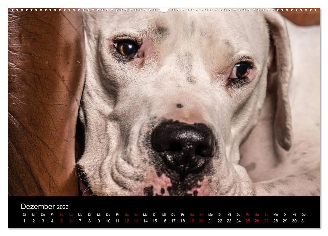 Bild: 9783457745755 | DOGO ARGENTINO (hochwertiger Premium Wandkalender 2026 DIN A2...