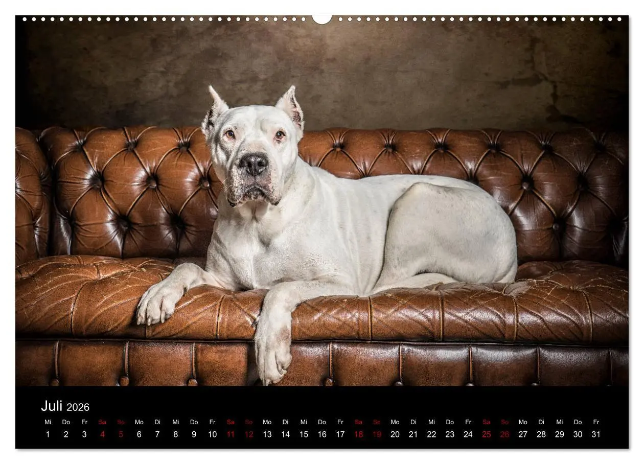 Bild: 9783457745755 | DOGO ARGENTINO (hochwertiger Premium Wandkalender 2026 DIN A2...