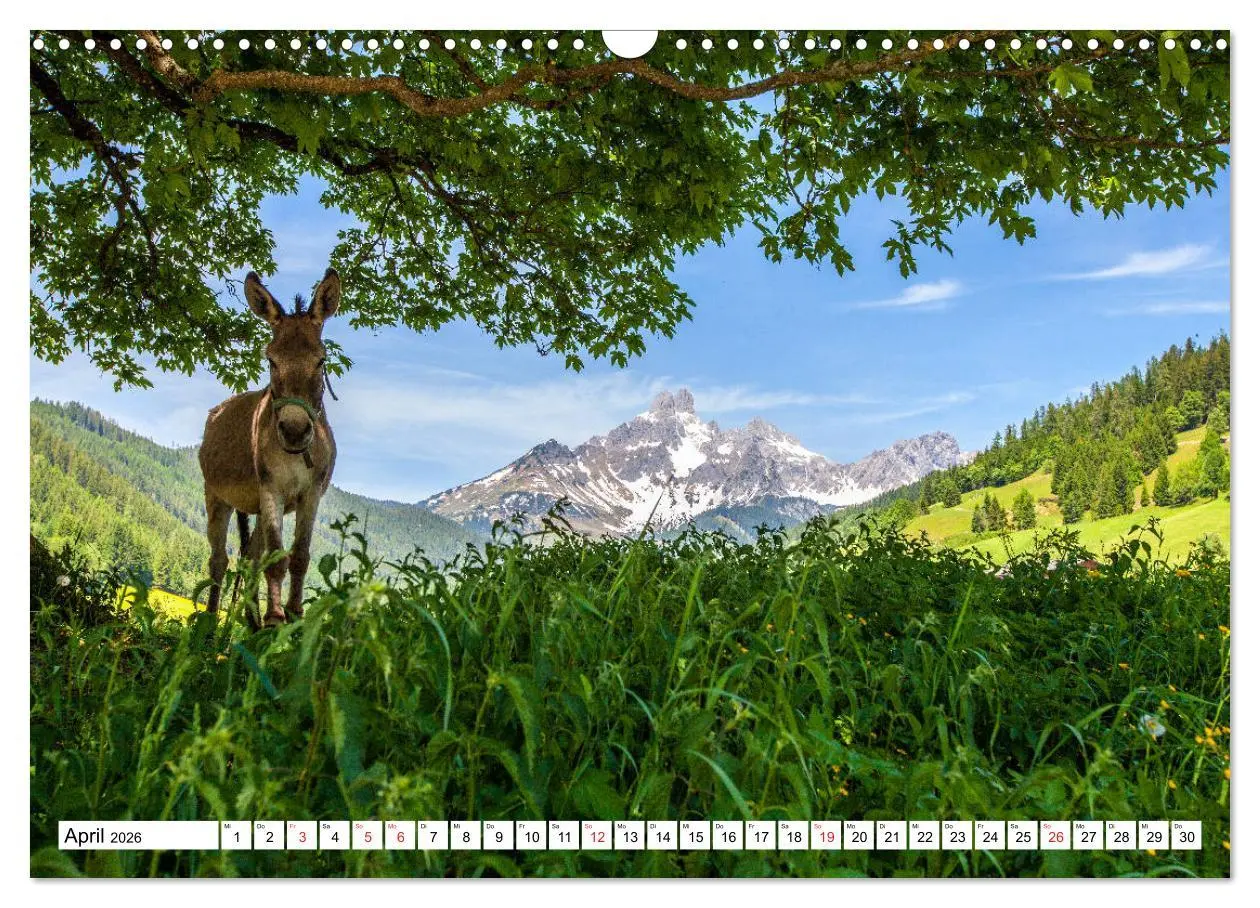 Bild: 9783457735855 | Grüße aus Filzmoos (Wandkalender 2026 DIN A3 quer), CALVENDO...