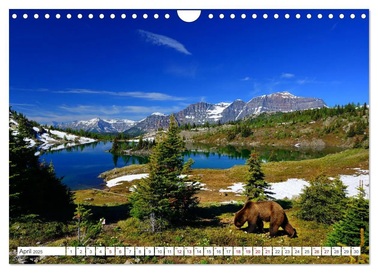 Bild: 9783383855955 | KANADA - Die Bären der Rocky Mountains (Wandkalender 2025 DIN A4...