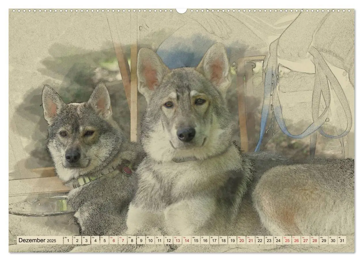 Bild: 9783435705955 | Schlittenhunde 2025 (Wandkalender 2025 DIN A2 quer), CALVENDO...