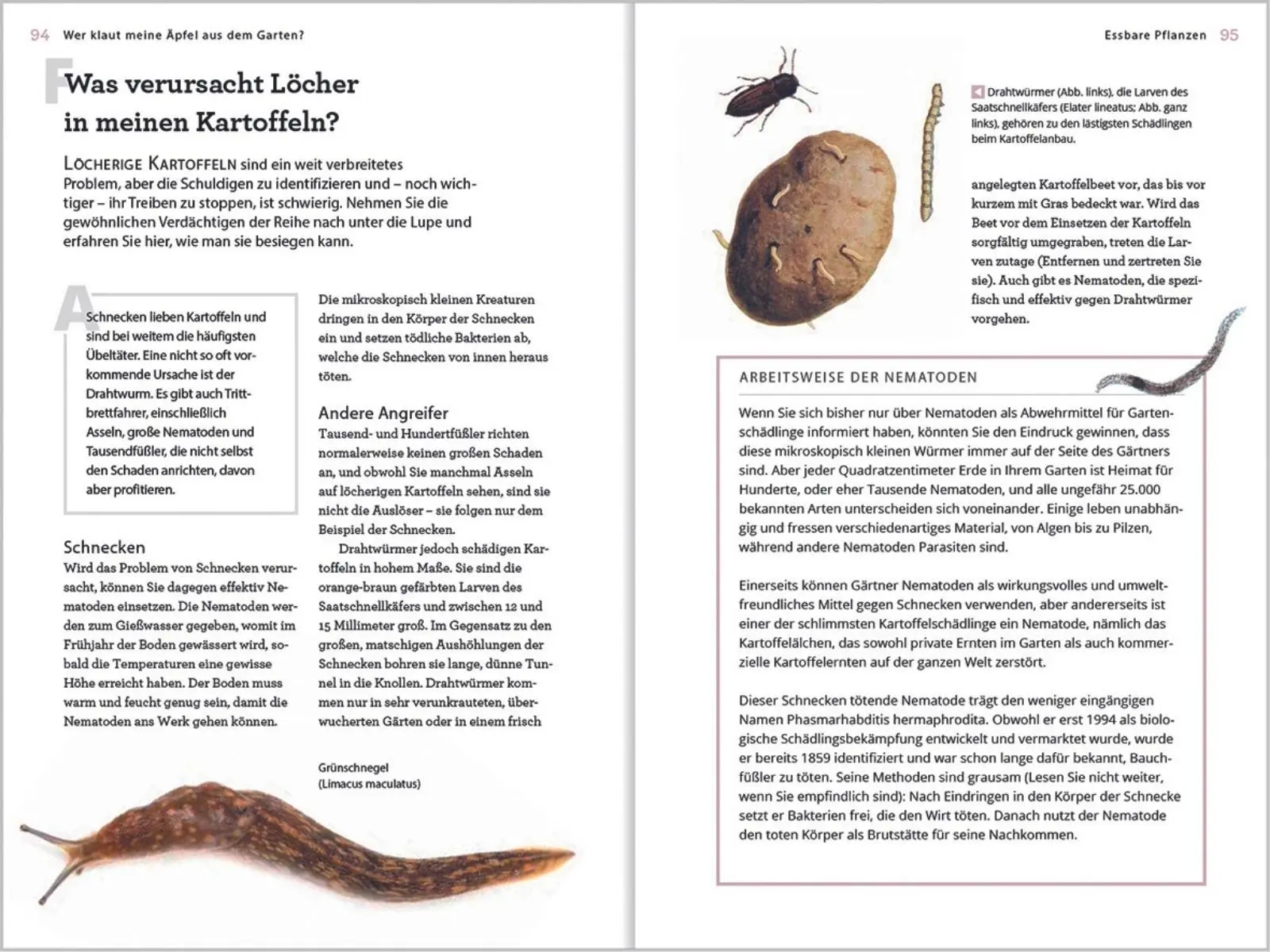 Bild: 9783784355955 | Wer klaut meine Äpfel aus dem Garten | Guy Barter | Buch | 224 S.