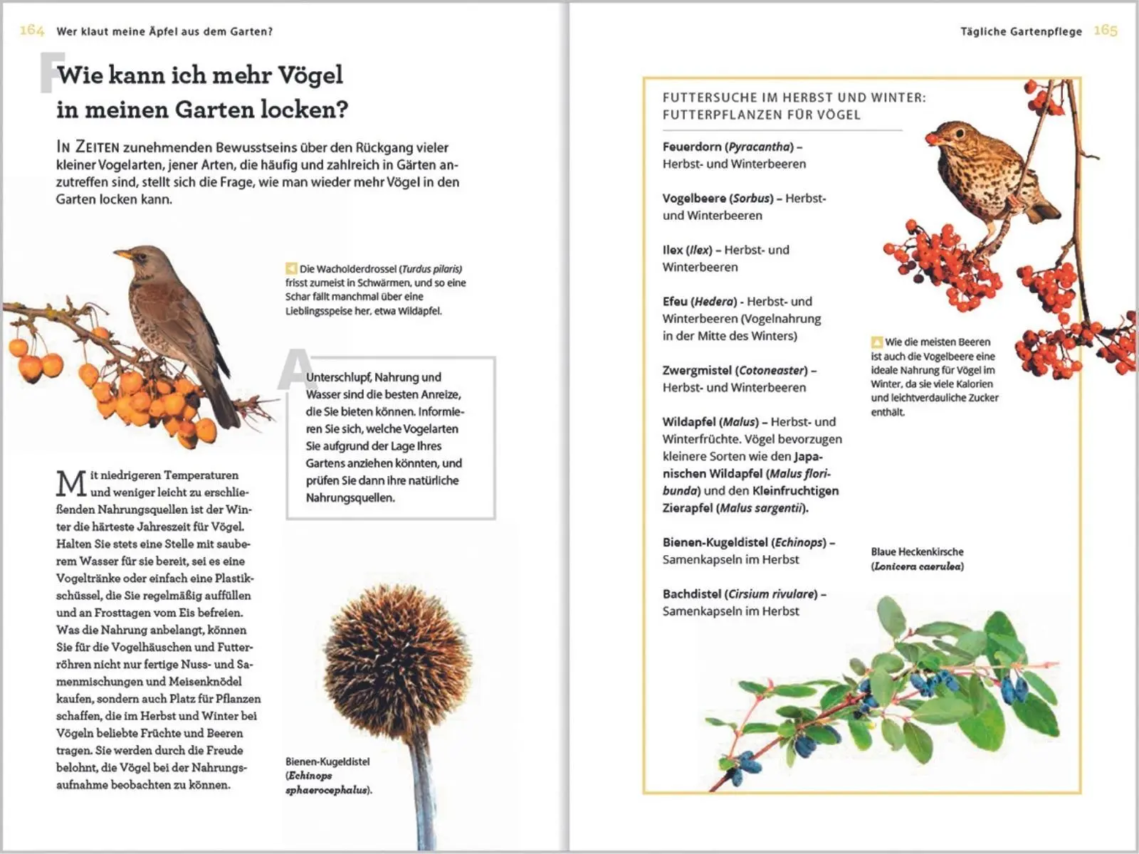 Bild: 9783784355955 | Wer klaut meine Äpfel aus dem Garten | Guy Barter | Buch | 224 S.