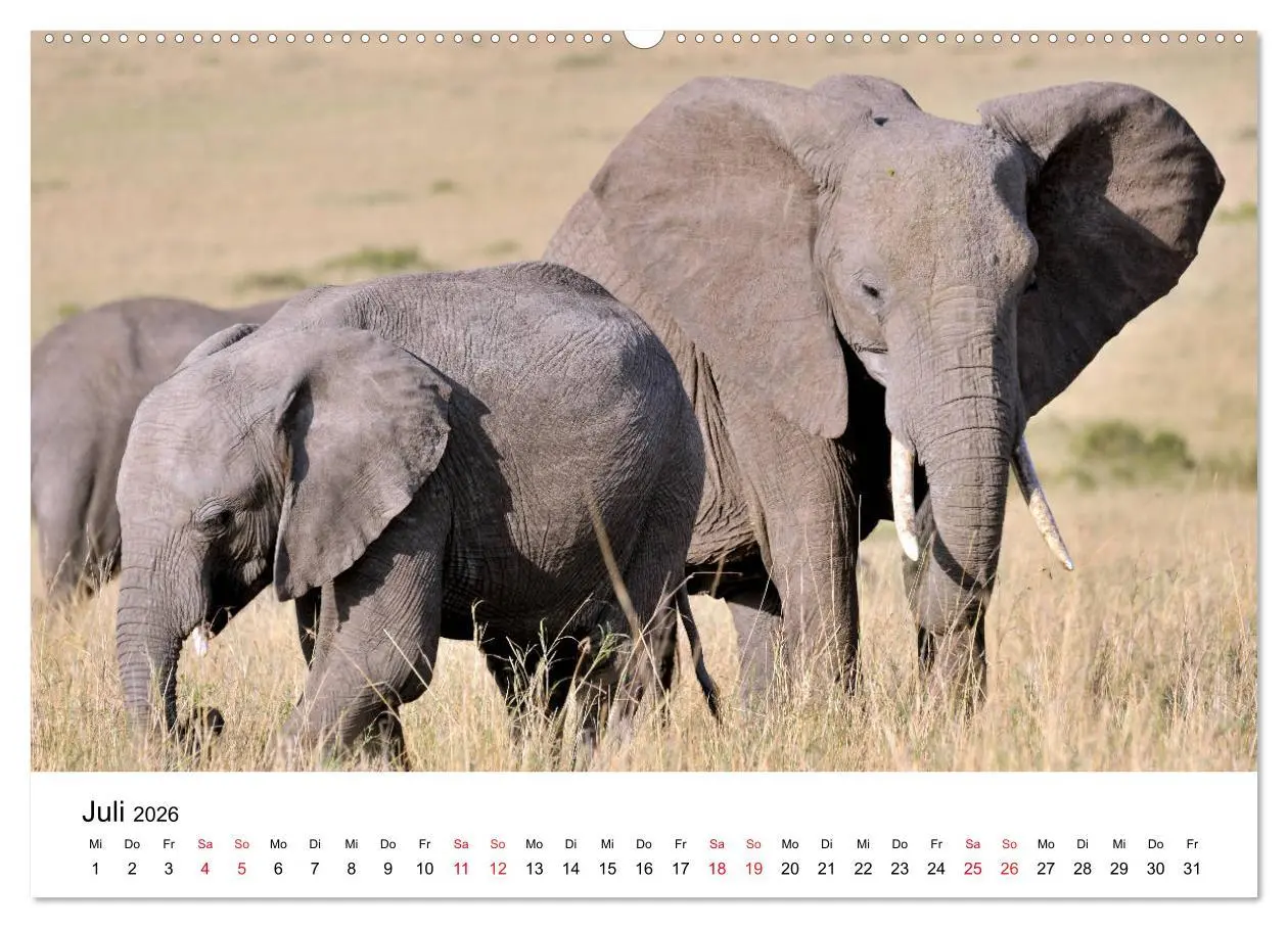 Bild: 9783457766255 | Elefanten Afrikas (hochwertiger Premium Wandkalender 2026 DIN A2...