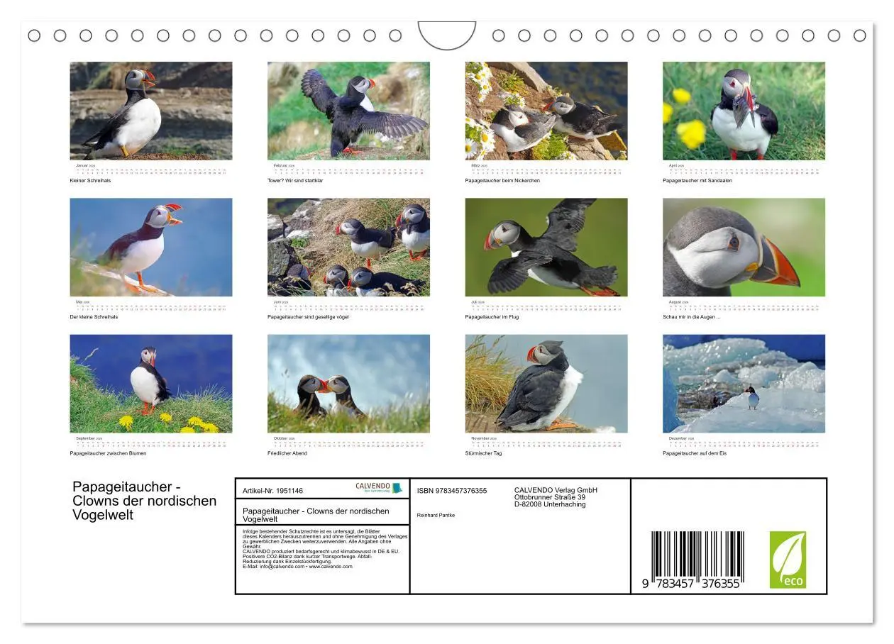 Bild: 9783457376355 | Papageitaucher - Clowns der nordischen Vogelwelt (Wandkalender 2026...