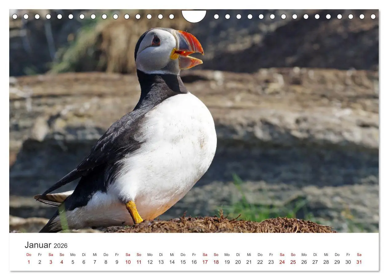 Bild: 9783457376355 | Papageitaucher - Clowns der nordischen Vogelwelt (Wandkalender 2026...