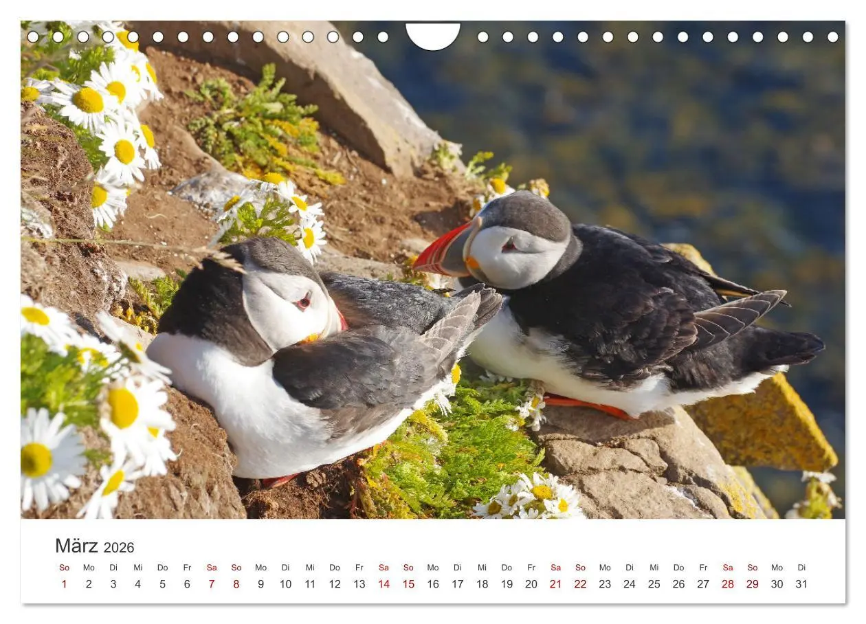 Bild: 9783457376355 | Papageitaucher - Clowns der nordischen Vogelwelt (Wandkalender 2026...