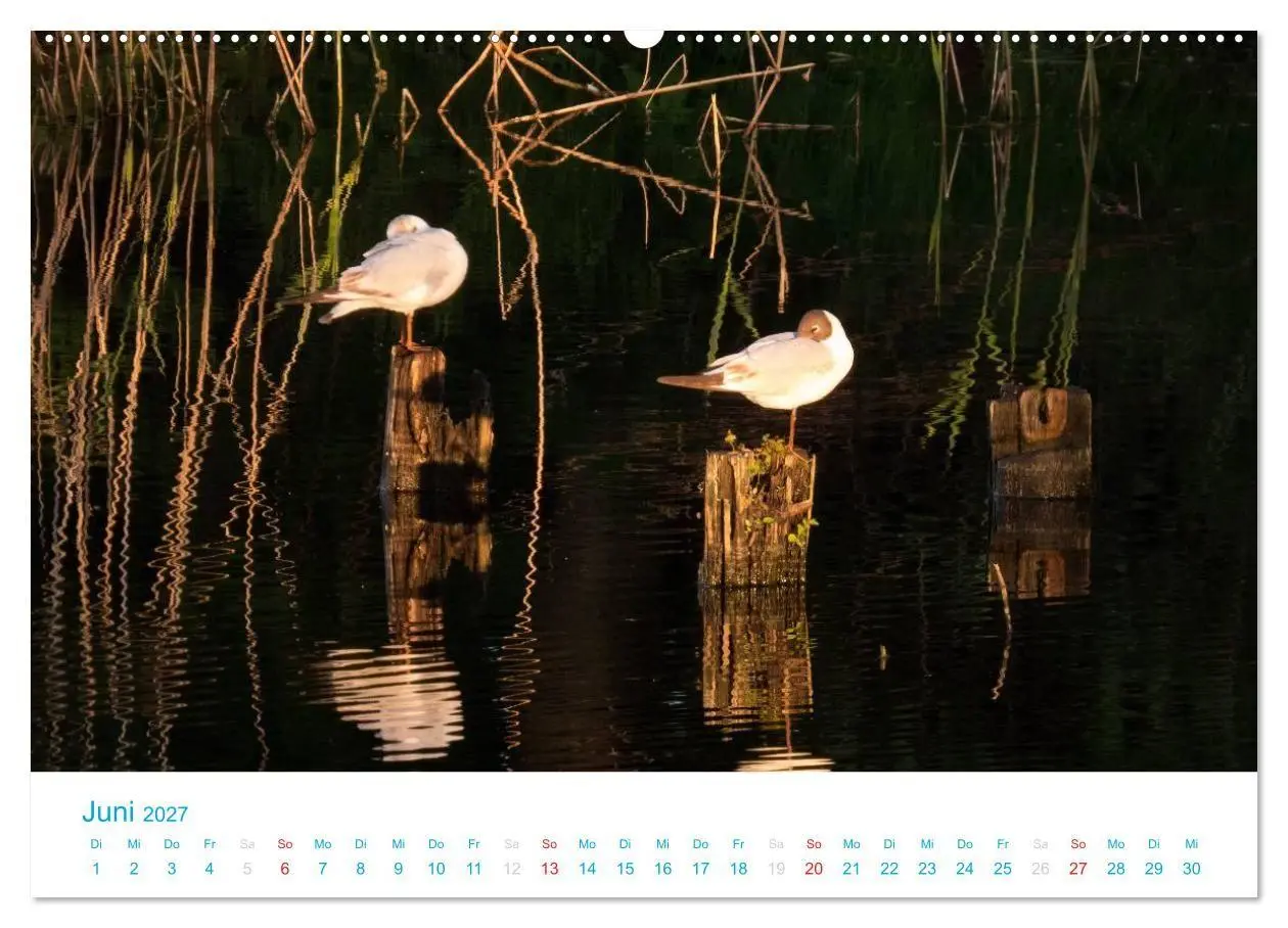 Bild: 9783594206355 | Der Darß Kalender (hochwertiger Premium Wandkalender 2027 DIN A2...
