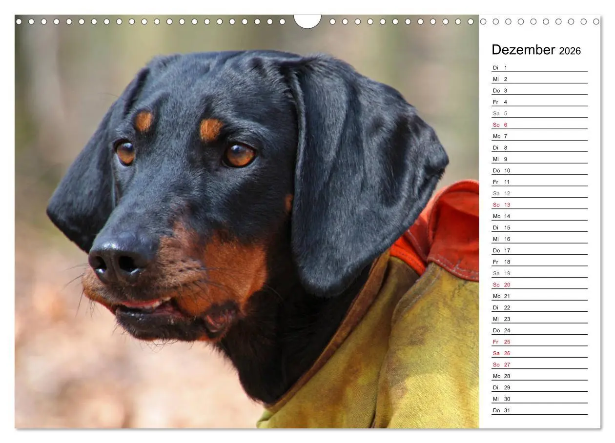 Bild: 9783457806555 | Der Brandlbracken-Terminplaner (Wandkalender 2026 DIN A3 quer),...