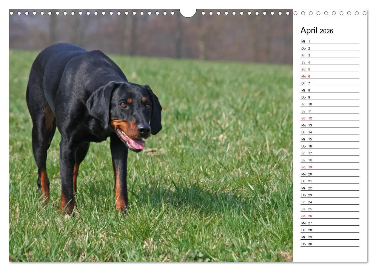 Bild: 9783457806555 | Der Brandlbracken-Terminplaner (Wandkalender 2026 DIN A3 quer),...