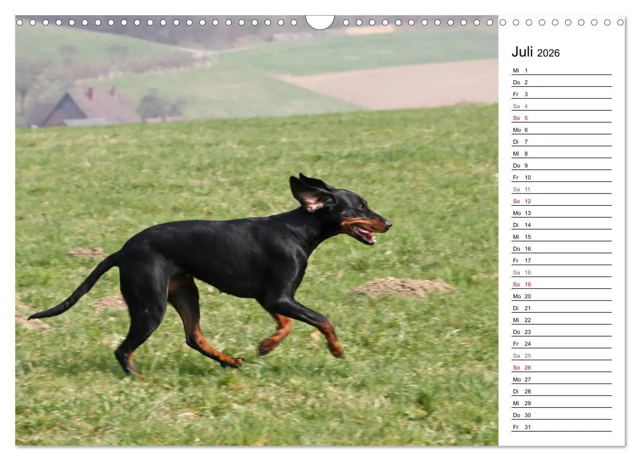 Bild: 9783457806555 | Der Brandlbracken-Terminplaner (Wandkalender 2026 DIN A3 quer),...