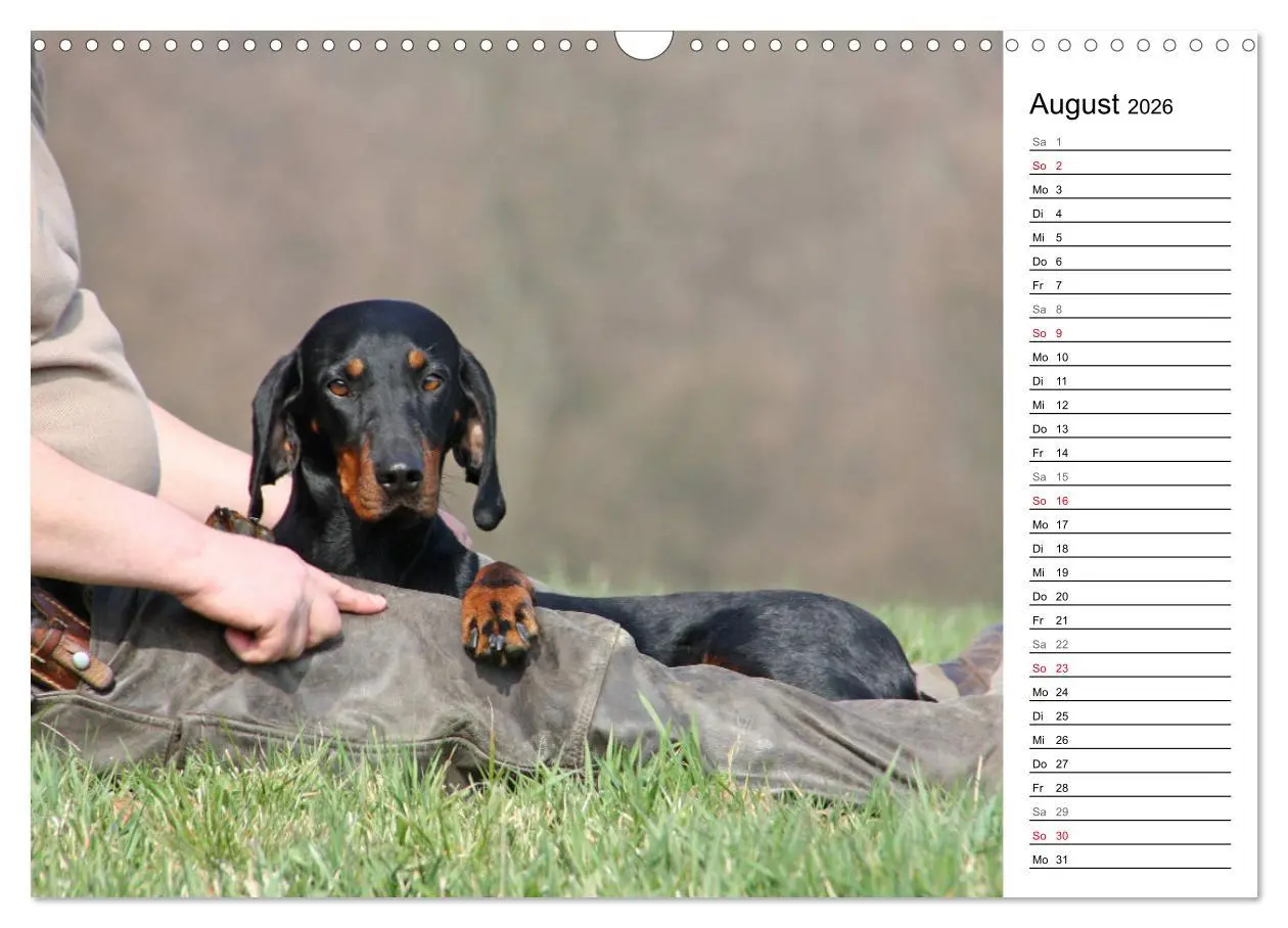 Bild: 9783457806555 | Der Brandlbracken-Terminplaner (Wandkalender 2026 DIN A3 quer),...