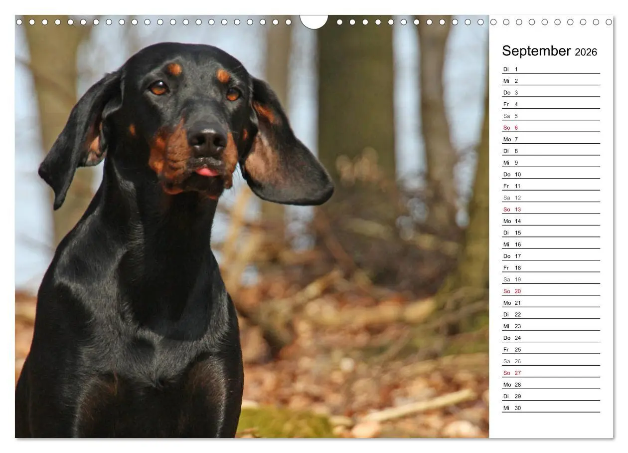 Bild: 9783457806555 | Der Brandlbracken-Terminplaner (Wandkalender 2026 DIN A3 quer),...
