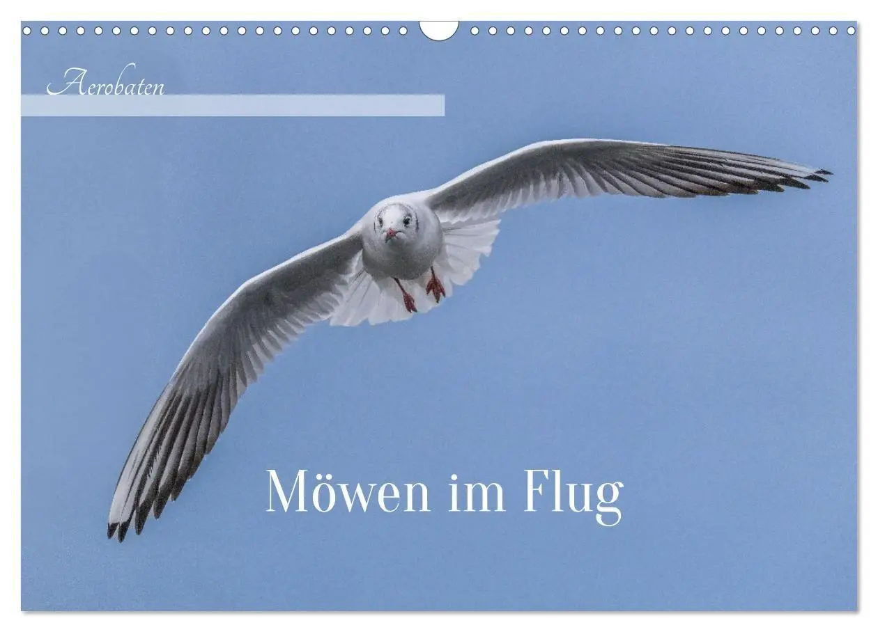 Cover: 9783516986655 | Aerorobaten - Möwen im Flug (Wandkalender 2027 DIN A3 quer),...