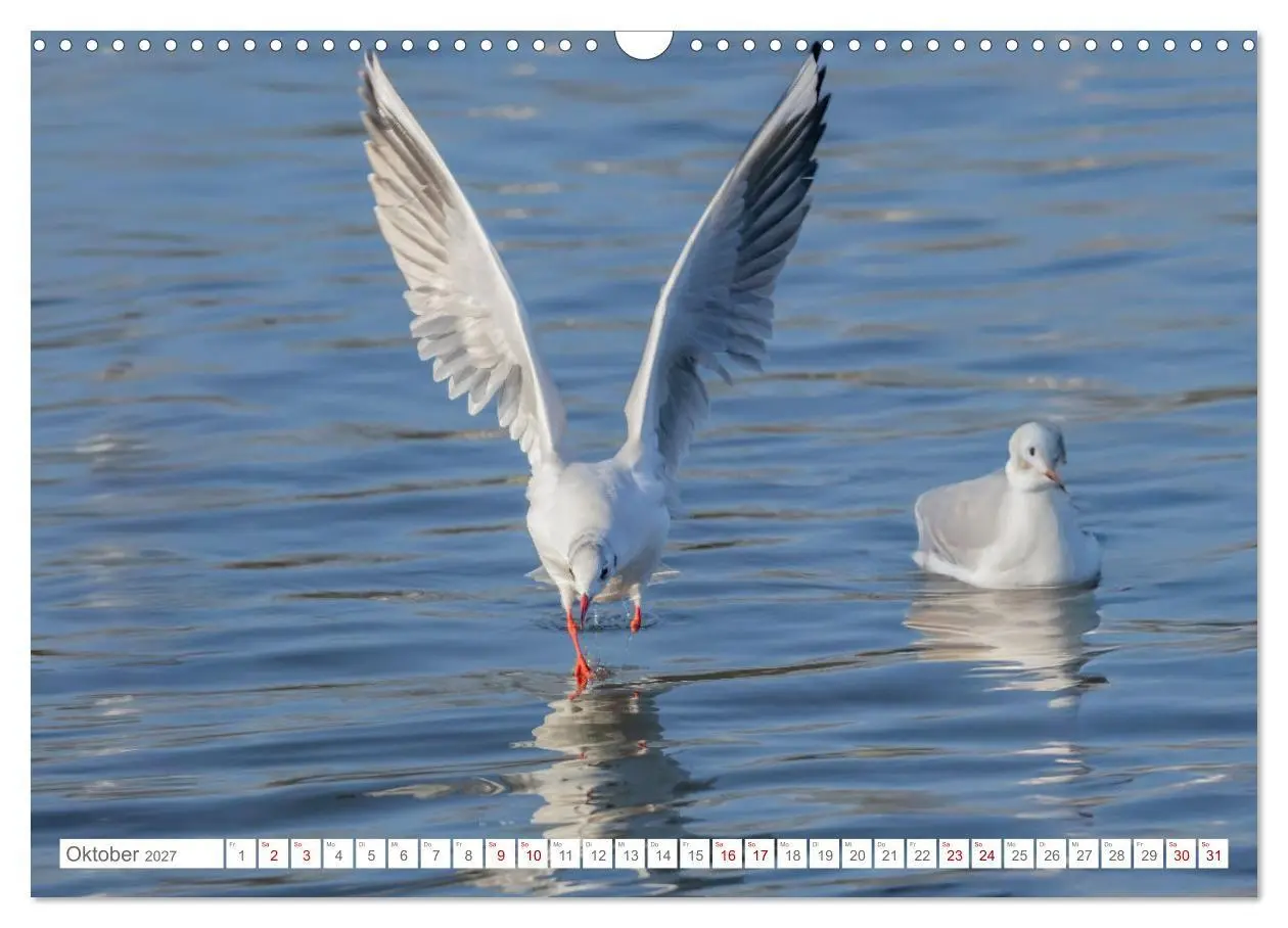 Bild: 9783516986655 | Aerorobaten - Möwen im Flug (Wandkalender 2027 DIN A3 quer),...
