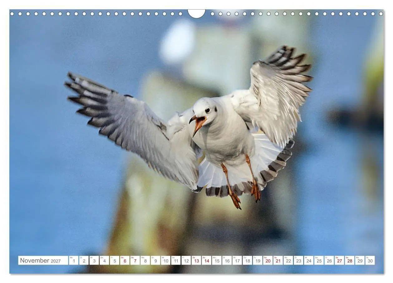Bild: 9783516986655 | Aerorobaten - Möwen im Flug (Wandkalender 2027 DIN A3 quer),...