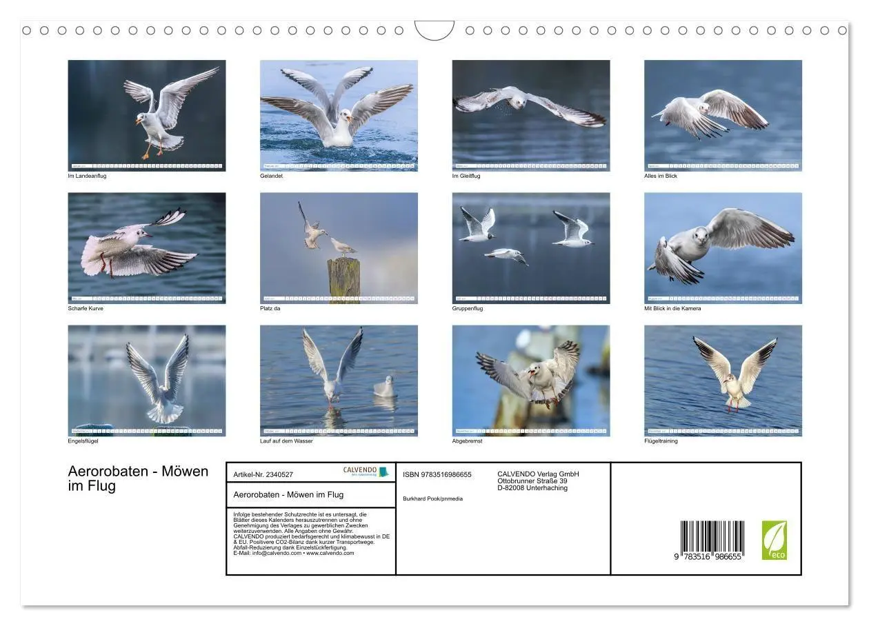 Bild: 9783516986655 | Aerorobaten - Möwen im Flug (Wandkalender 2027 DIN A3 quer),...