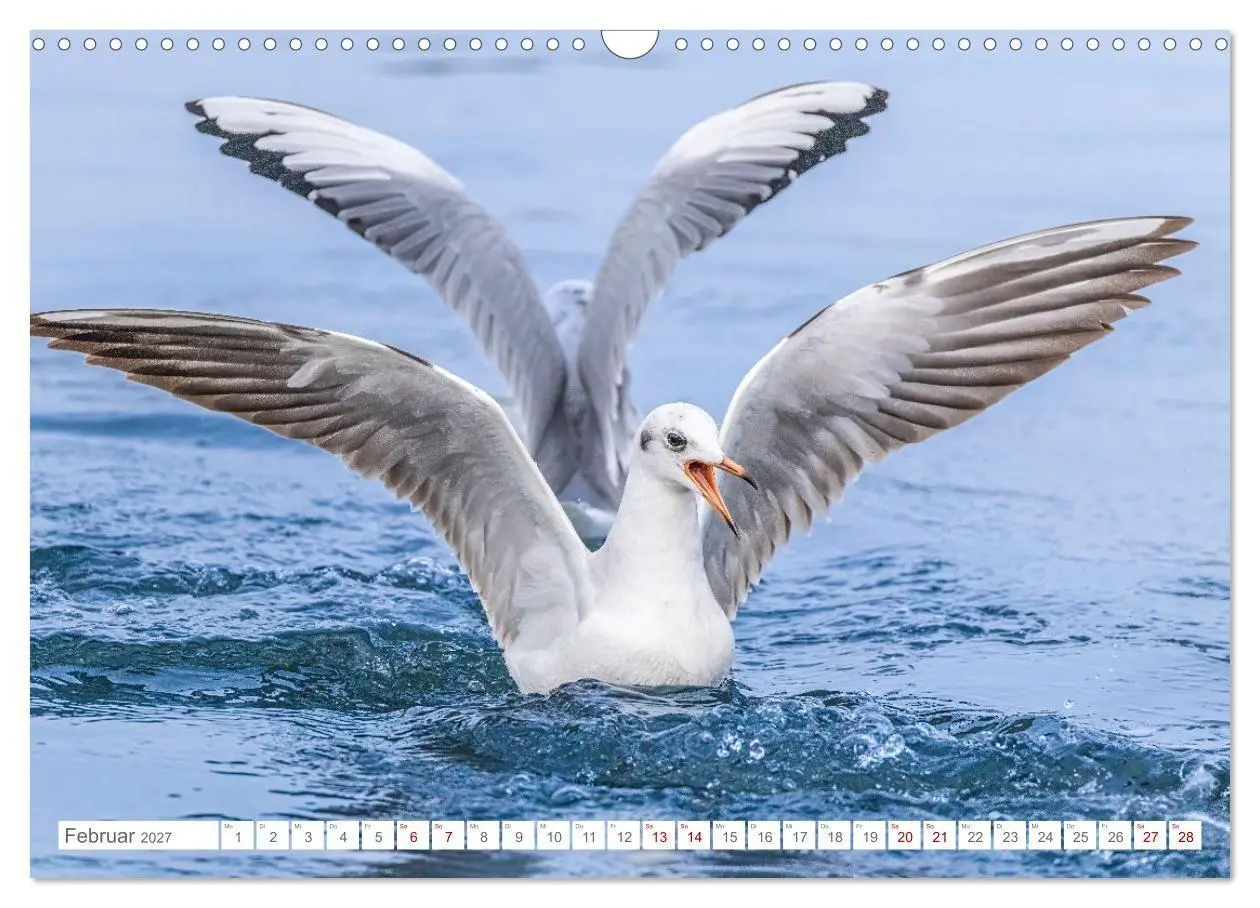 Bild: 9783516986655 | Aerorobaten - Möwen im Flug (Wandkalender 2027 DIN A3 quer),...