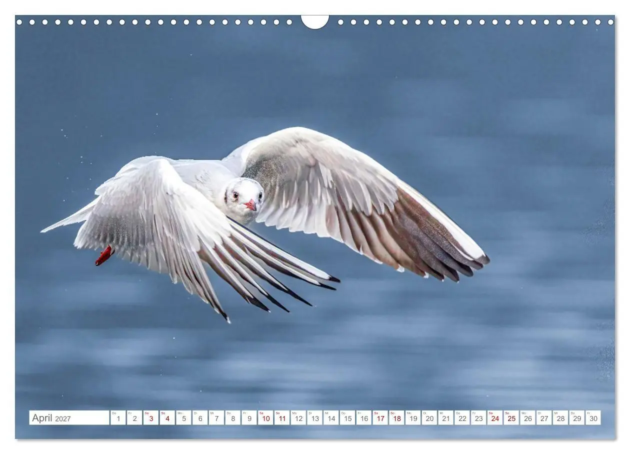 Bild: 9783516986655 | Aerorobaten - Möwen im Flug (Wandkalender 2027 DIN A3 quer),...