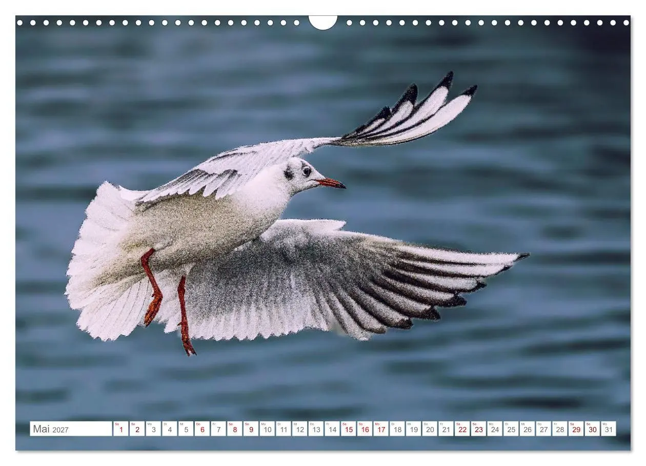 Bild: 9783516986655 | Aerorobaten - Möwen im Flug (Wandkalender 2027 DIN A3 quer),...