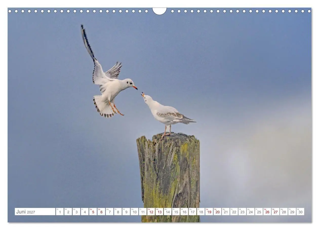 Bild: 9783516986655 | Aerorobaten - Möwen im Flug (Wandkalender 2027 DIN A3 quer),...