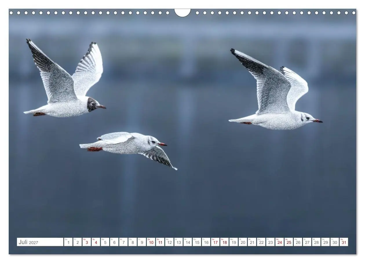 Bild: 9783516986655 | Aerorobaten - Möwen im Flug (Wandkalender 2027 DIN A3 quer),...