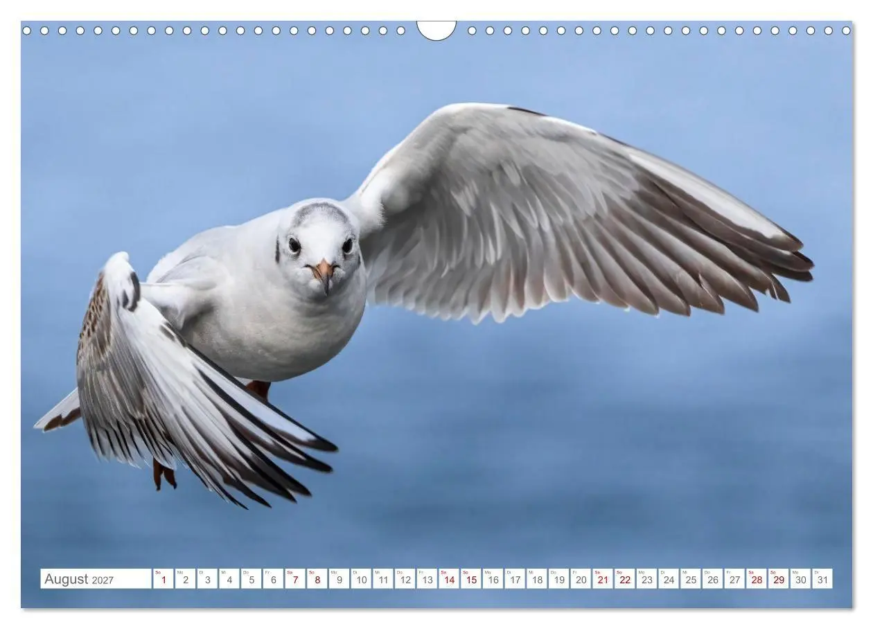 Bild: 9783516986655 | Aerorobaten - Möwen im Flug (Wandkalender 2027 DIN A3 quer),...