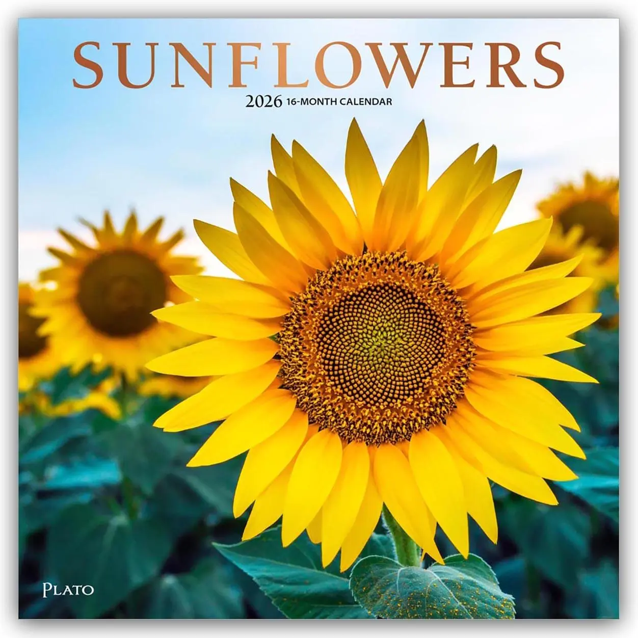 Cover: 9798330706655 | Sunflowers - Sonnenblumen 2026 - 16-Monatskalender | Publishers | 2026