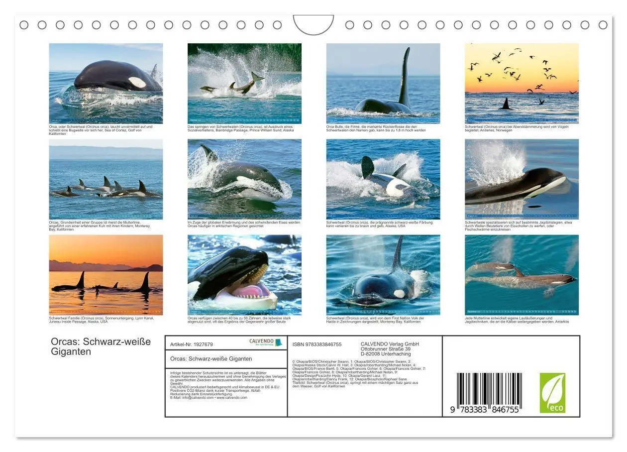Bild: 9783383846755 | Orcas: Schwarz-weiße Giganten (Wandkalender 2025 DIN A4 quer),...