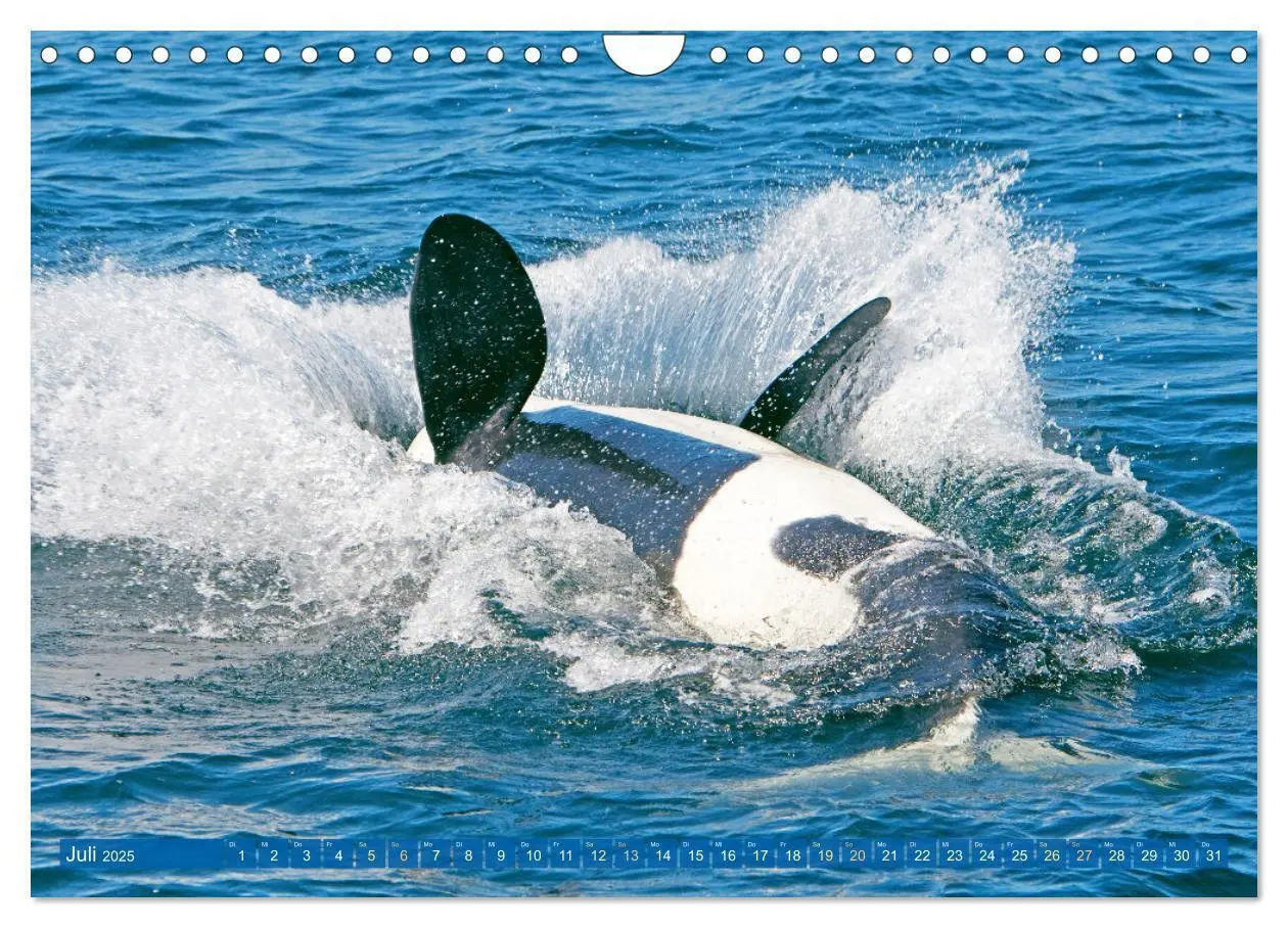 Bild: 9783383846755 | Orcas: Schwarz-weiße Giganten (Wandkalender 2025 DIN A4 quer),...