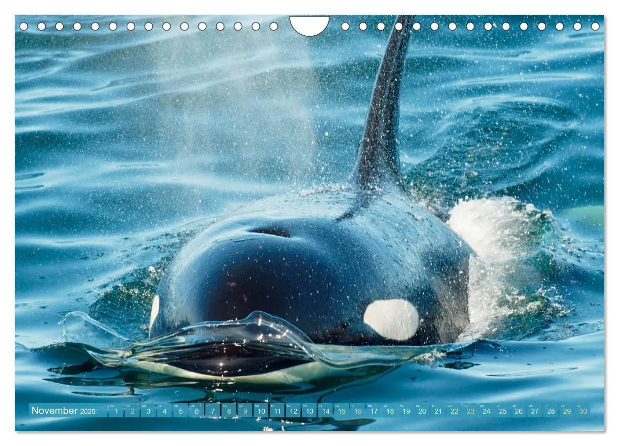 Bild: 9783383846755 | Orcas: Schwarz-weiße Giganten (Wandkalender 2025 DIN A4 quer),...