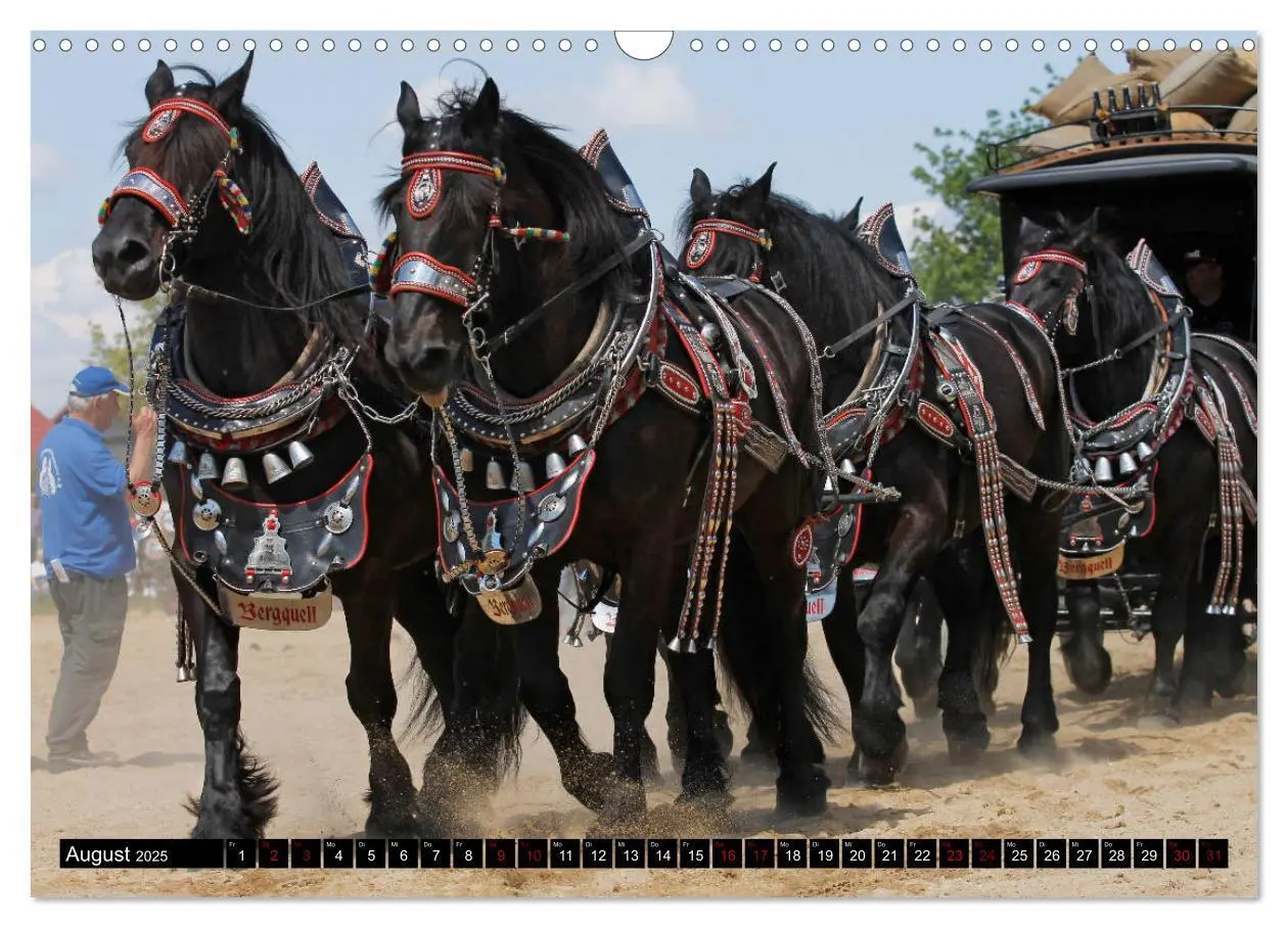 Bild: 9783435396955 | Schwere Pferde 2025 (Wandkalender 2025 DIN A3 quer), CALVENDO...