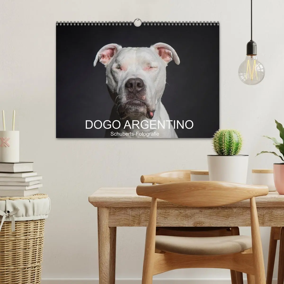 Bild: 9783457866955 | DOGO ARGENTINO (Wandkalender 2026 DIN A3 quer), CALVENDO...