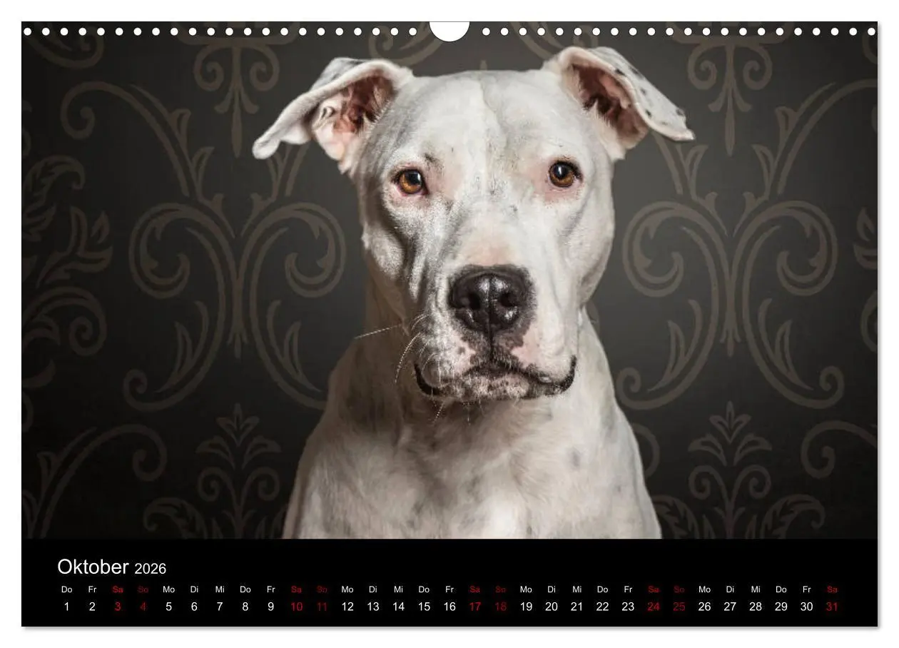 Bild: 9783457866955 | DOGO ARGENTINO (Wandkalender 2026 DIN A3 quer), CALVENDO...