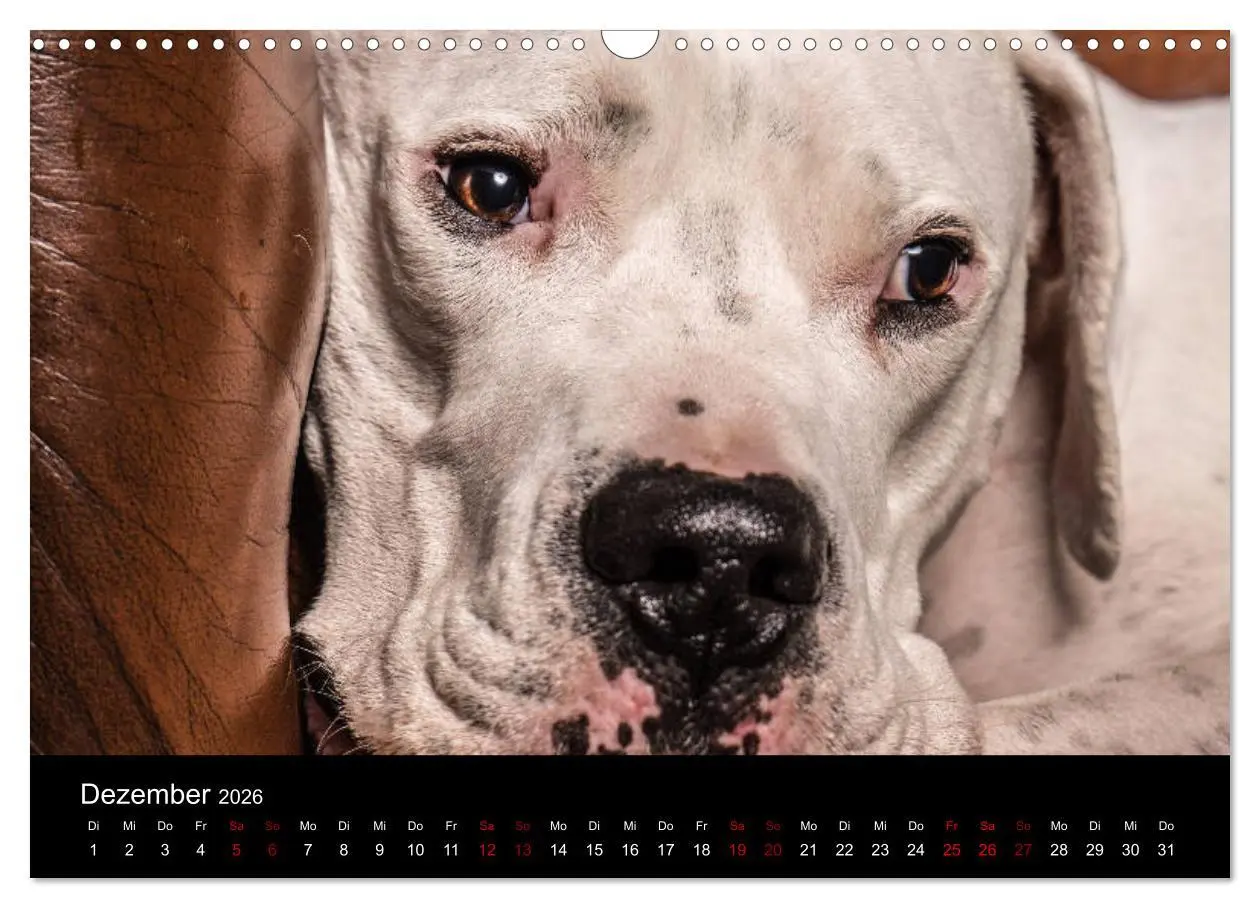 Bild: 9783457866955 | DOGO ARGENTINO (Wandkalender 2026 DIN A3 quer), CALVENDO...