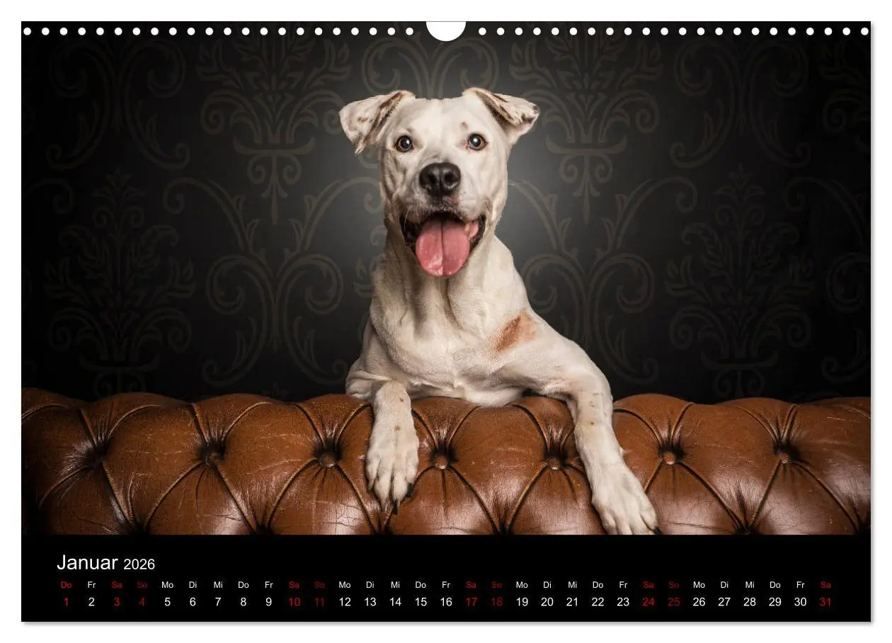 Bild: 9783457866955 | DOGO ARGENTINO (Wandkalender 2026 DIN A3 quer), CALVENDO...