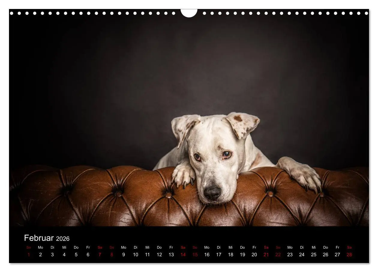 Bild: 9783457866955 | DOGO ARGENTINO (Wandkalender 2026 DIN A3 quer), CALVENDO...