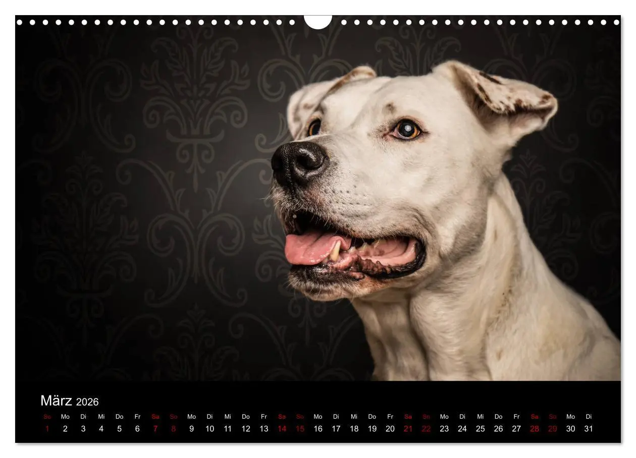 Bild: 9783457866955 | DOGO ARGENTINO (Wandkalender 2026 DIN A3 quer), CALVENDO...