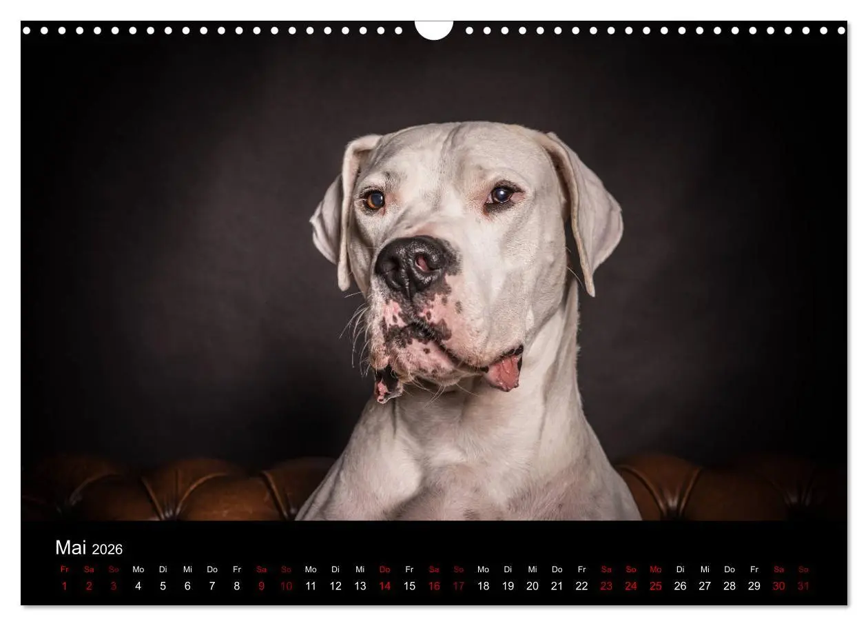 Bild: 9783457866955 | DOGO ARGENTINO (Wandkalender 2026 DIN A3 quer), CALVENDO...